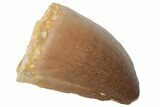 Fossil Mosasaur (Prognathodon) Tooth - Morocco #217010-1